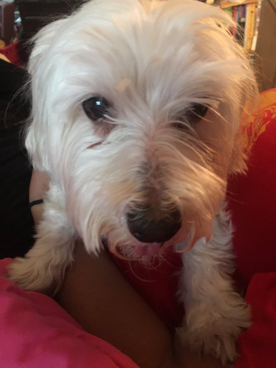 ressydm's tweet photo. I'll miss you Hamlet aka Mr. Jingles. Thank you for being in my life. You were a good dog. RIP #girlsbestfriend @Petco https://t.co/3SJuIMe4Au