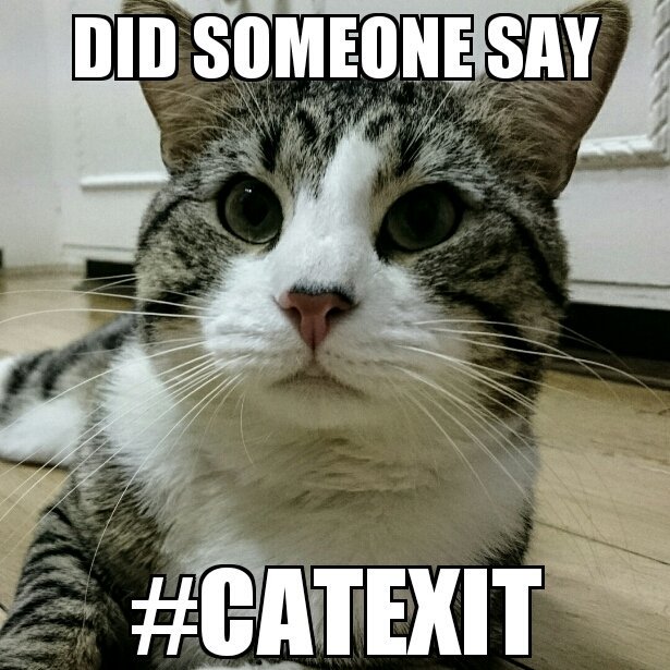 Embassy Cat (@EmbassyCat)  Twitter