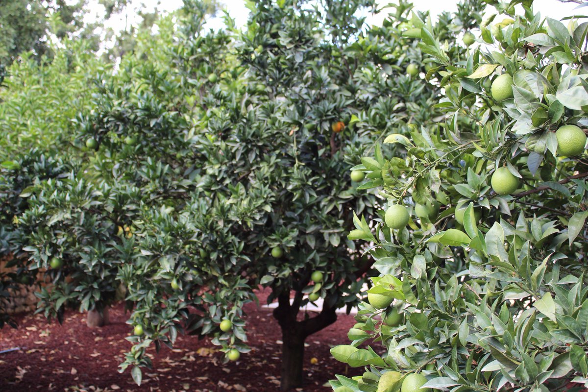e prodotti provenienti dall'agricoltura e dall'allevamento locale. #inpuglia #filieracorta