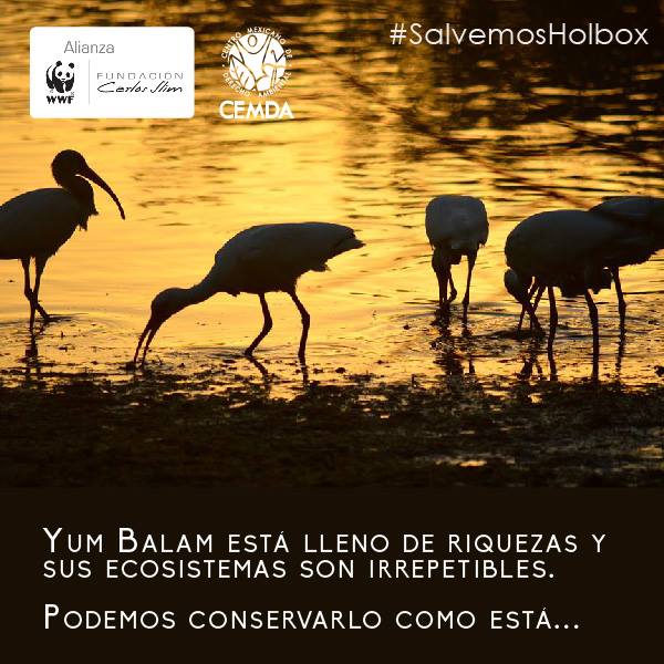 CEMDA's tweet photo. Conservemos las riquezas naturales de este sitio irrepetible #YumBalam, #SalvemosHolbox https://t.co/KPr2GrwQlO