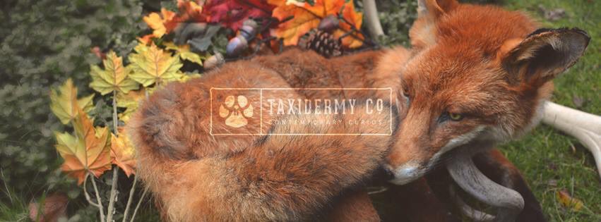 TaxidermyCo's tweet photo. Happy Autumn! ๐ #Taxidermy #softmount #fox https://t.co/JrMYVZK2vI