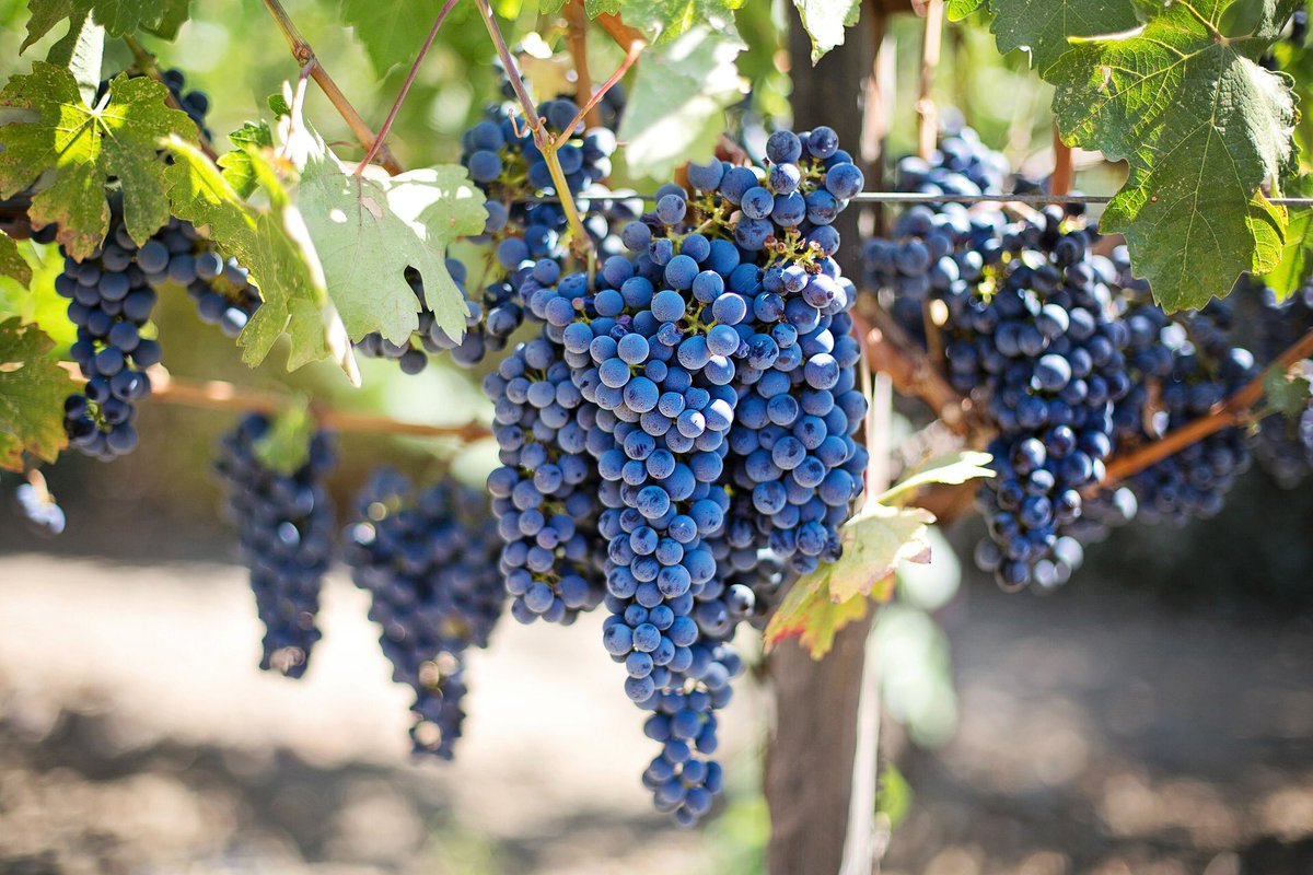 RustyGrape's tweet photo. Walking vineyards #crush #rustygrape https://t.co/Q26Oz9WL70