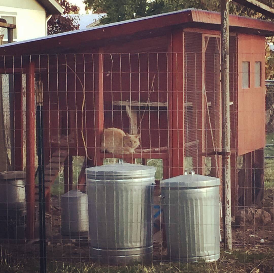 makingitupinSLC's tweet photo. Hmm, I seem to have a new breed of chicken... #backyardchickens #homestead #farmgirl #farmlife #catsofinstagram #doubletake #wtf https://t.co/NQeApmrWNb
