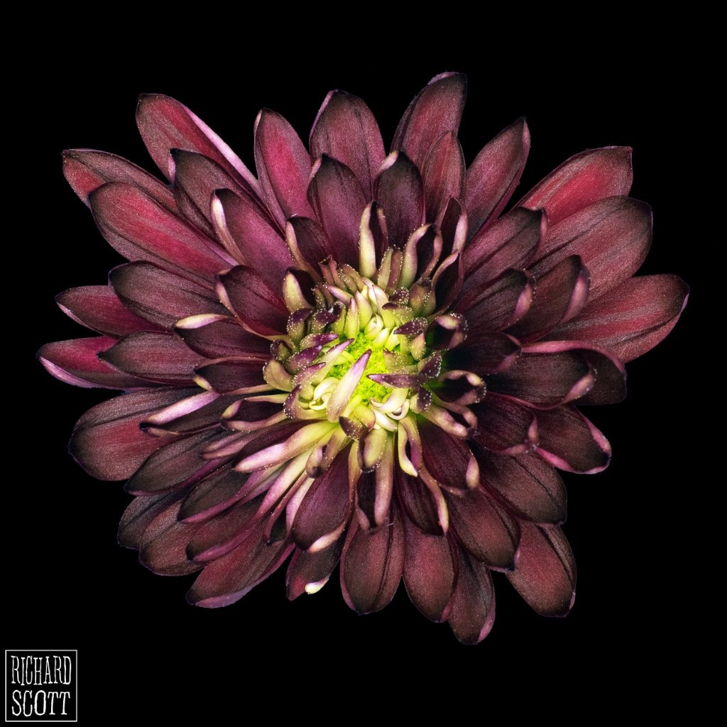 RichardScottIAM's tweet photo. https://t.co/hT5vfNT0FH #flowerpower #flowerphotography #macro #macrophotography #macroflower #extentiontube #primelens #flower #getclose https://t.co/HE2JAPSAUs