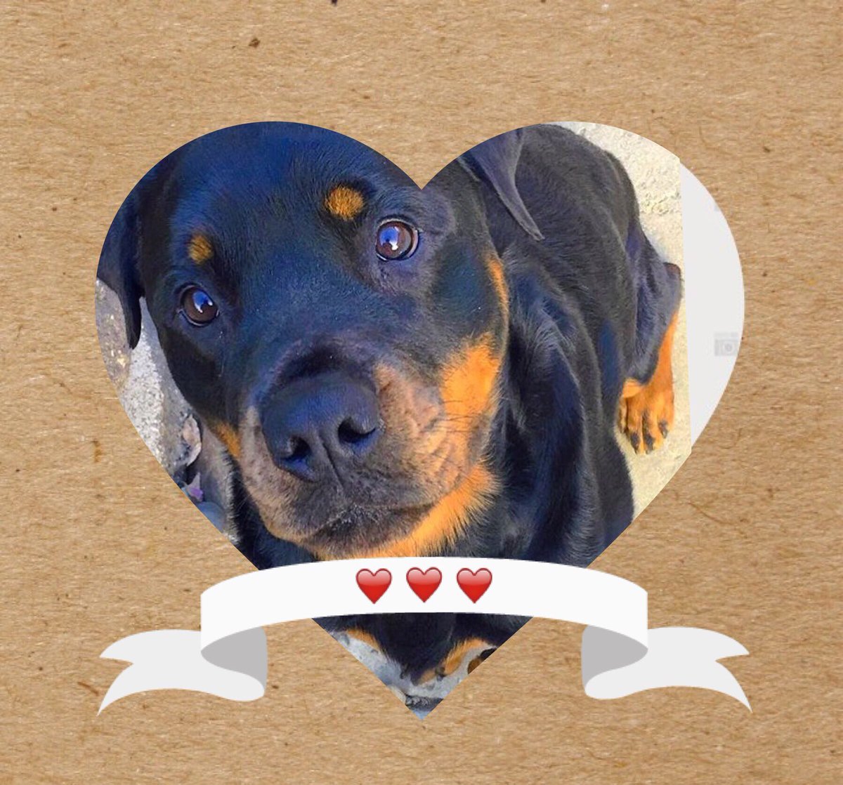 DOGGY (@healthdog01) | Twitter