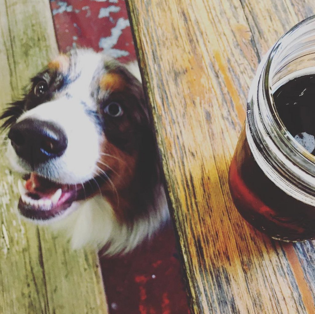 bootleggersbrew's tweet image. Don't forget to bring your pups and doggos to the Tasting Room today for #PupsNPints! 🐶🐱