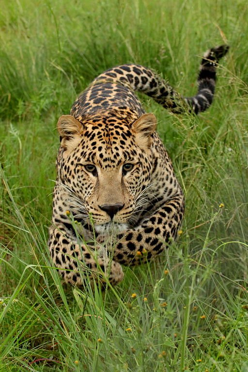 jamboadventure_'s tweet photo. ¿Sabías que el #Leopardo pueden percibir cinco veces más sonidos de los que podemos escuchar los seres humanos? #Safari #BigFive https://t.co/uEO8yjgs0v