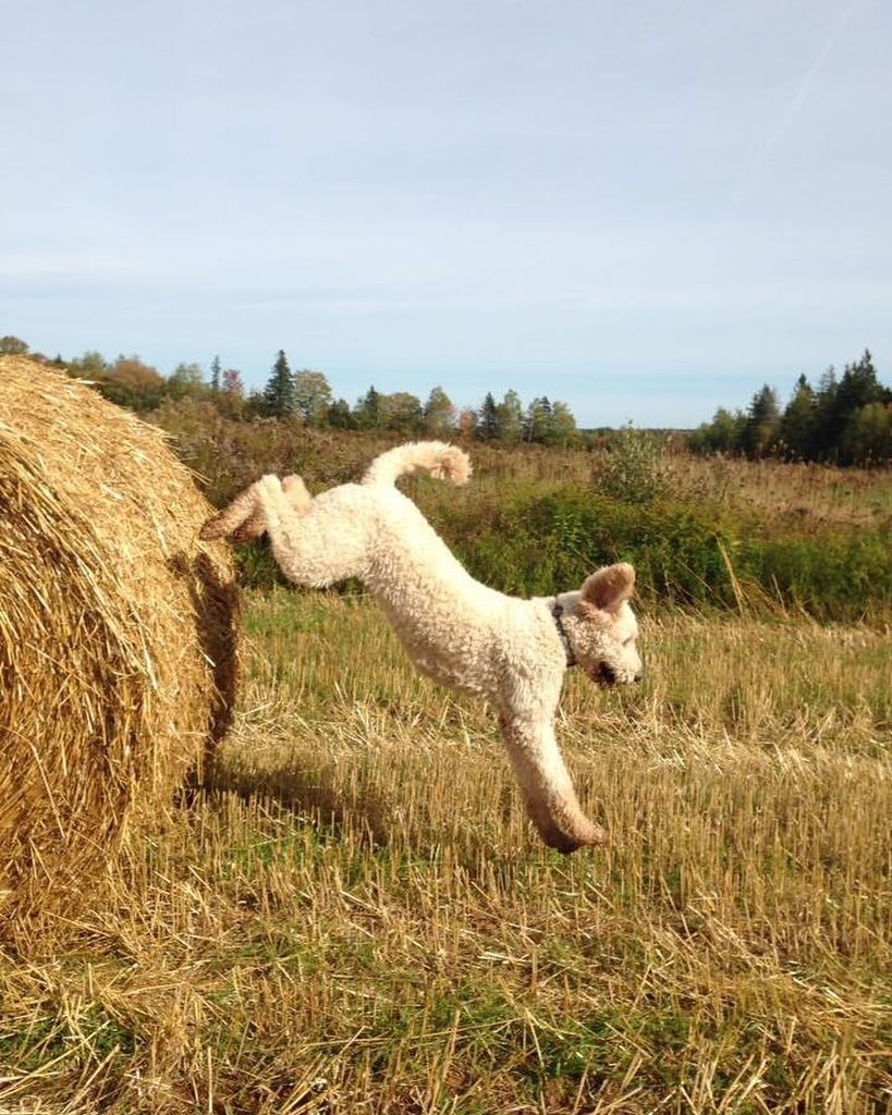 CBCPEI's tweet photo. #Repost Arlo the #show #jumper #dog. Thanks to #RickLong who shared this pic from a #walk with his dog Arlo. #pei โฆ https://t.co/KvLWBSoHMh https://t.co/Z0qwsURsG1