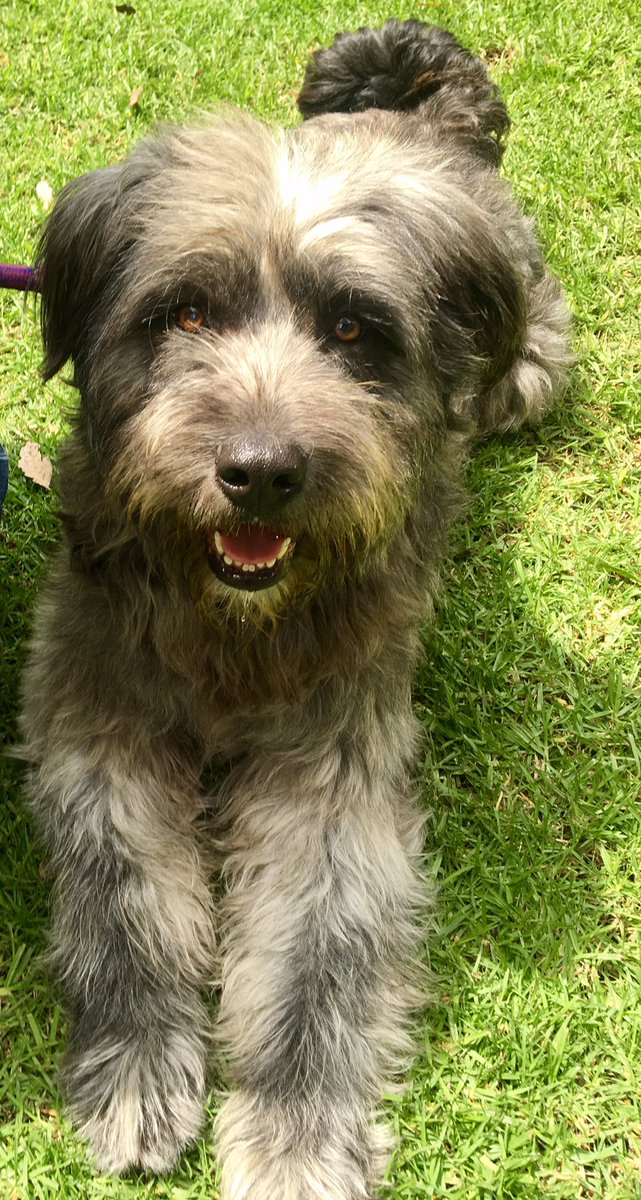 AdoptameNaucal1's tweet photo. Tardes! Soy RASTAS y todos me quieren NADIE me ADOPTA hoy ando de artista! 📺@mmsoriano @SylviaPasquel @lolacortesreal @La_Supermana @EdySmol https://t.co/2lhai8VmpL