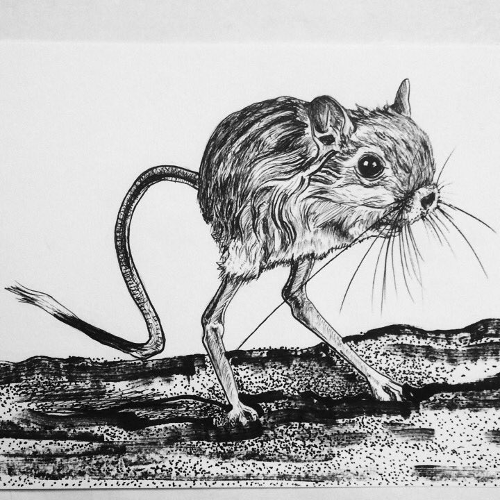 Download #jerboa hashtag on Twitter