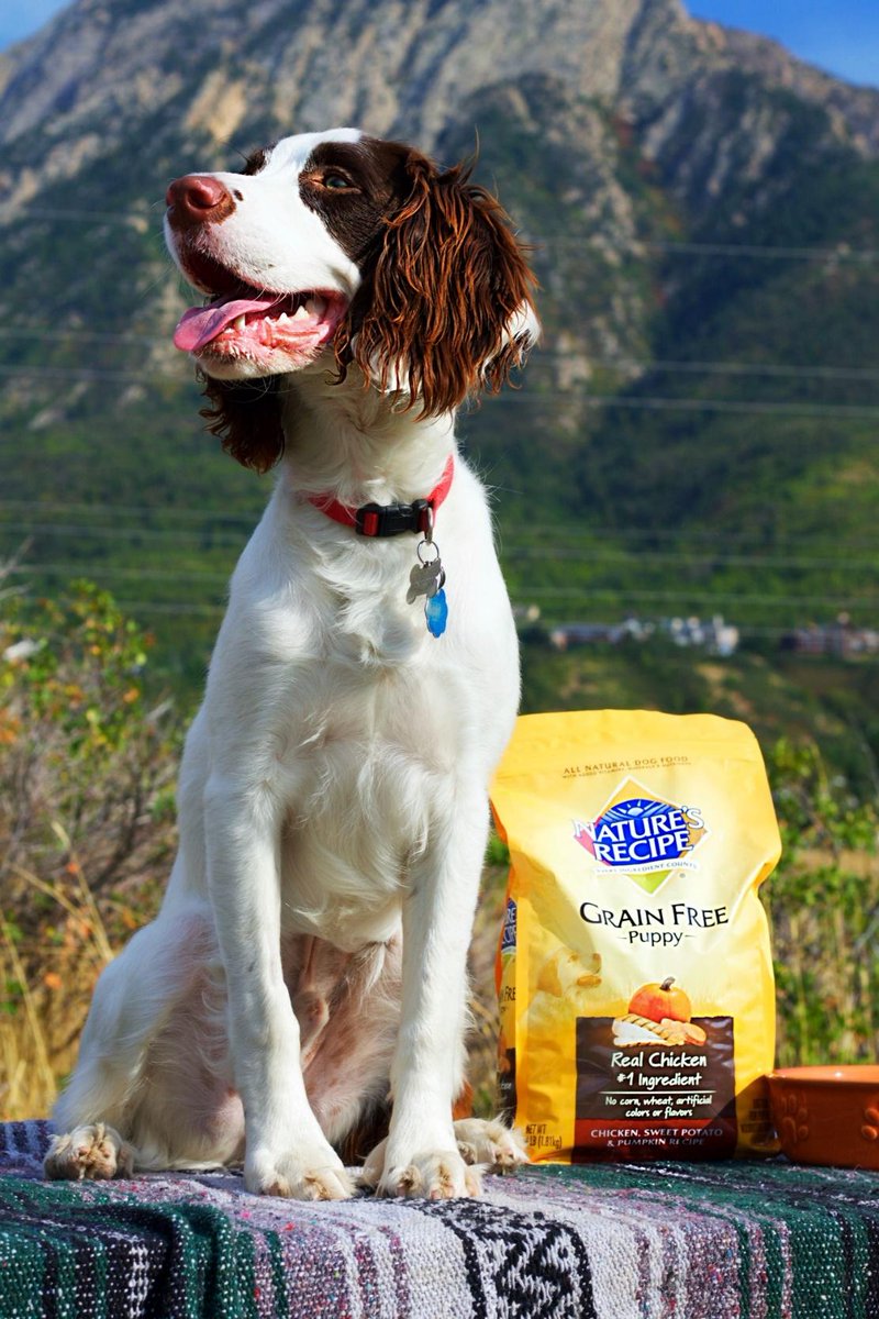 Cindi_Chao's tweet image. Pet Parents can now find Nature's Recipe at Walmart! Feed your dog quality ingredients at a convenient price bit.ly/2nZqpTk #AD