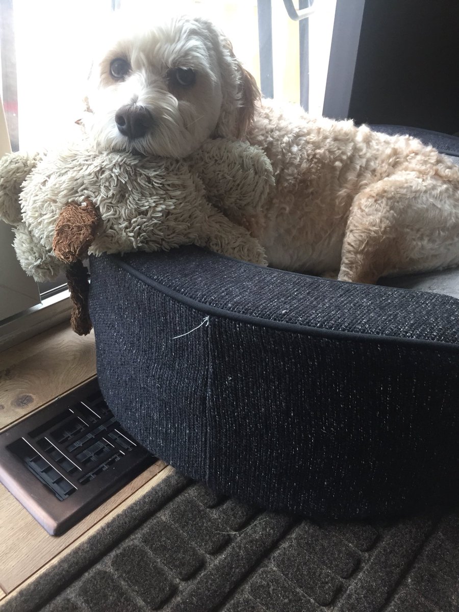 MayatheCockapoo's tweet image. Rancho Relaxo