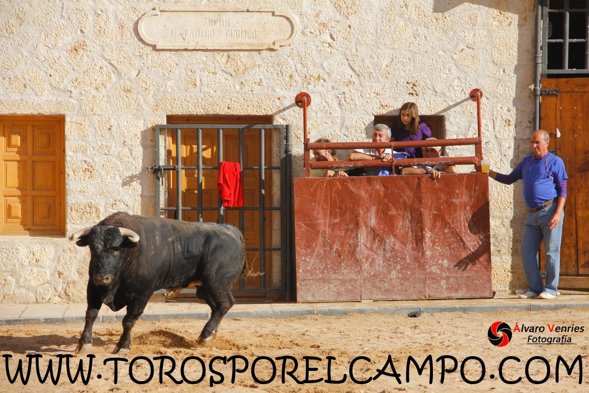 TOROSXELCAMPO's tweet photo. Chiloeches (Gu) Encierro por las calles  Domingo, 17 Septiembre 2017 Ya disponible las fotografías en https://t.co/uk3wywZFYA https://t.co/A1cpT5sJ7W
