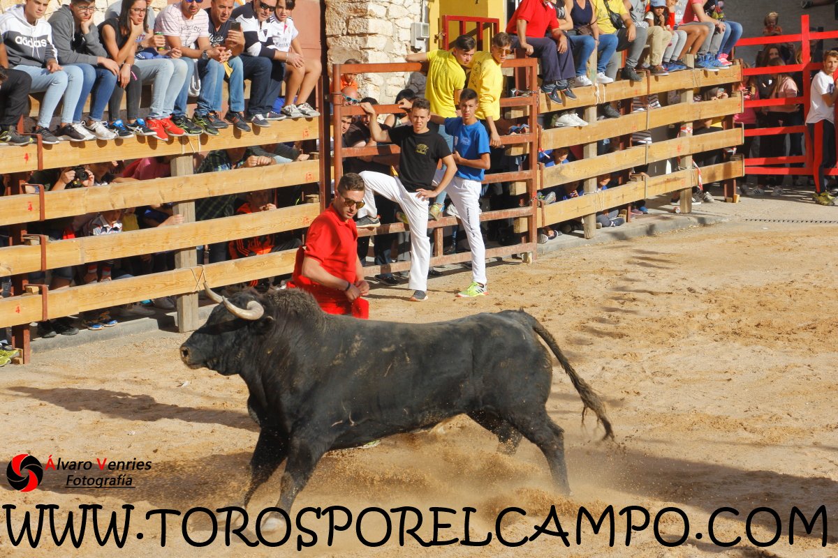 TOROSXELCAMPO's tweet photo. Chiloeches (Gu) Encierro por las calles  Domingo, 17 Septiembre 2017 Ya disponible las fotografías en https://t.co/uk3wywZFYA https://t.co/A1cpT5sJ7W