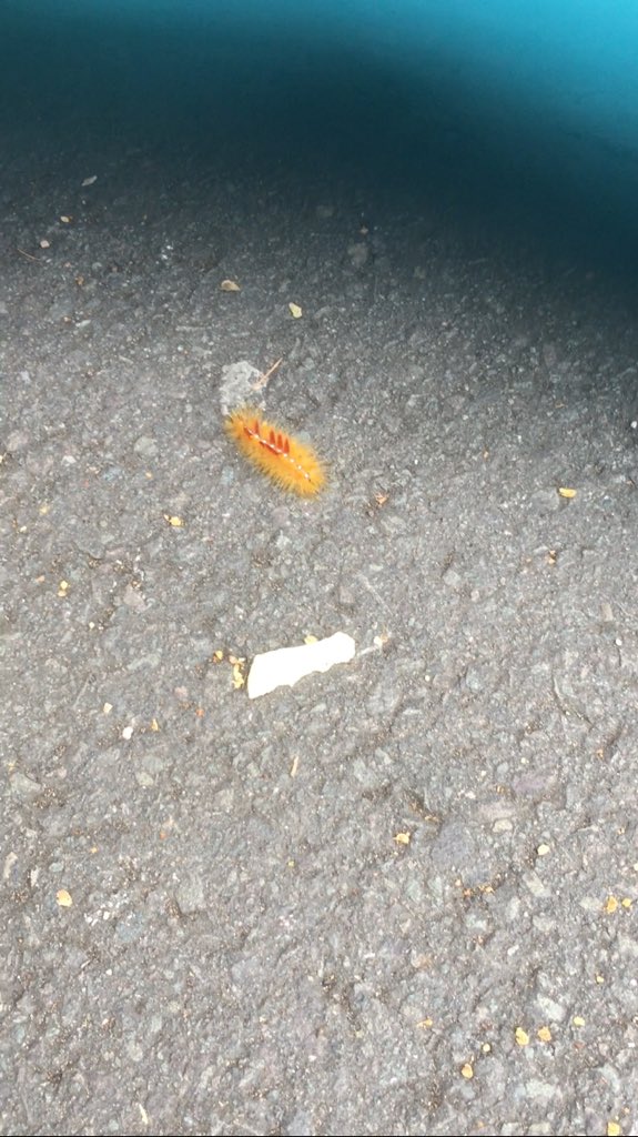 CMurph_26's tweet photo. @HuntedTeamNick I found his friend #birmingham #caterpillarfriends https://t.co/vMwEpX0dMs