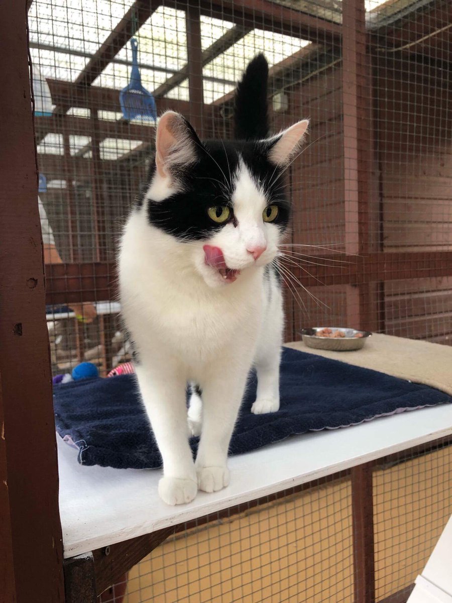 Pixie and Tallulah - 2 of our gorgeous Tuxie girls looking 4 furever homes this #TuxieTuesday #TongueOutTuesday #rescuehour #AdoptDontShop