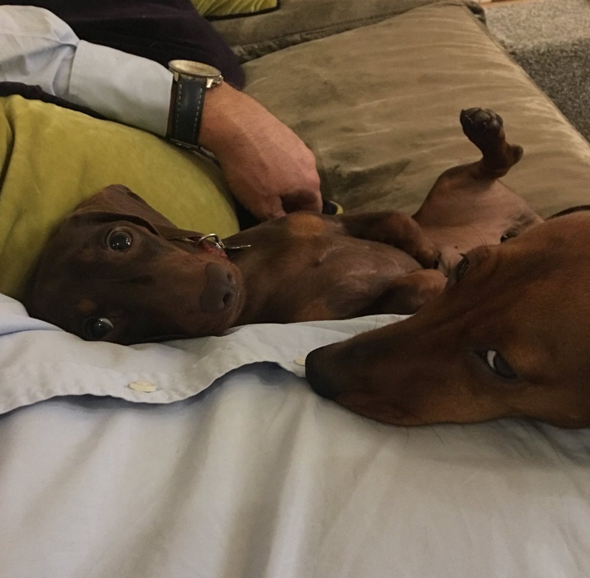 MrBertieSausage's tweet photo. Go away mum we're having dad cuddles 👀 #majorsideeye https://t.co/MO1RRdrRMy