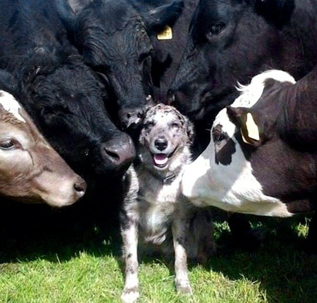 We are all Animals. We all feel happiness, sadness, warmth, coldness, fear and safety. Be the kindness. #vegan 😘