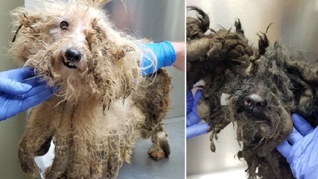 43 dead dogs found in Delaware home, 31 severely neglected animals seized fox29.com/news/local-new…