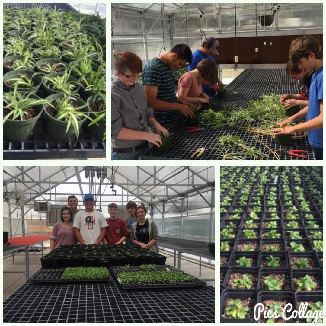 SantoHighSchool's tweet photo. Mrs. Mauney's horticulture class planting and propagating 375 pansies and over 100 airplane plants for eventual sale https://t.co/n7tUwcsyUf
