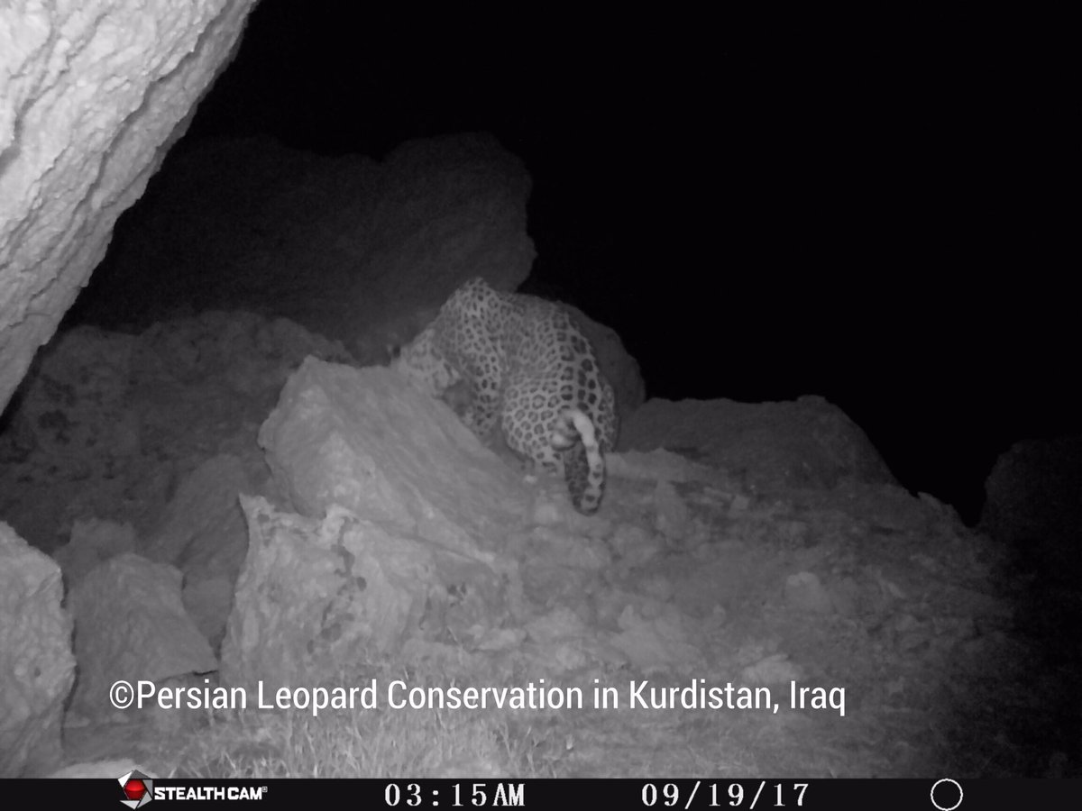 Leopard Conservation tweet media