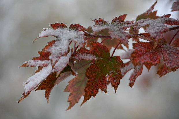 Is it fall or is it winter? This is Colorado 🤣😂🤣
Give us a call if you just found a leak ...
#roofing #Colorado