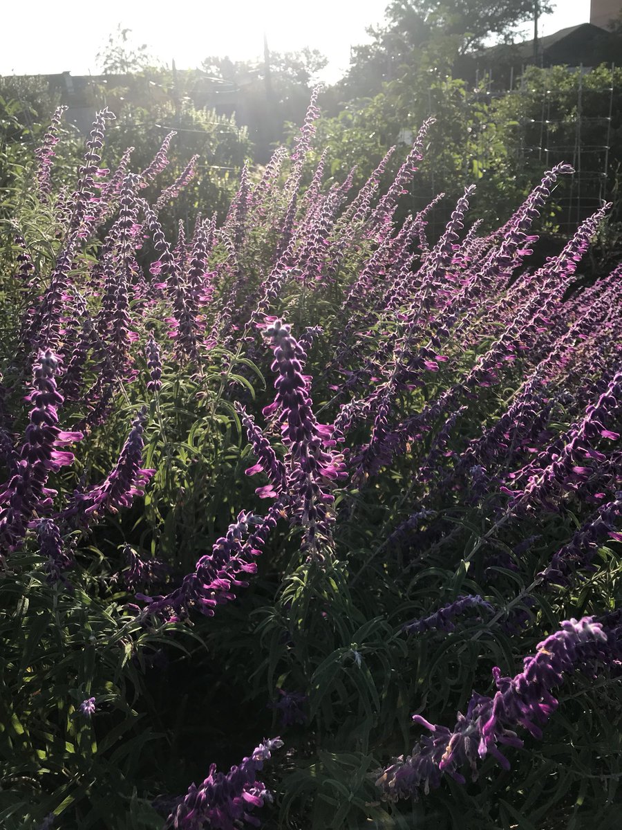 JackieLyles101's tweet image. Enjoying beauty on #WorldMentalHealthDay2017 take a moment to #ownyourvalue