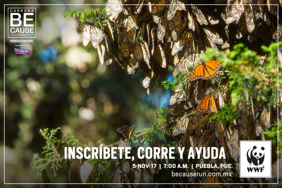 Corre en por una csusa #BeCause Puebla, yo lo haré <a href="/WWF/">WWF</a>.Mexico 
  Anímate y ayuda #Embajadoresbecause
 #NuestraMetaEsAyudar #Mistertennis