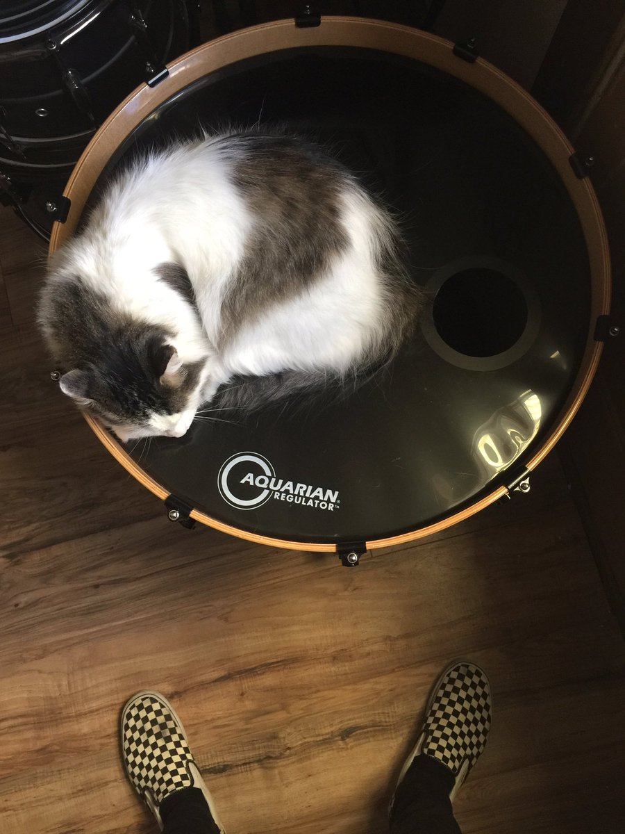 Stone Deaf tweet media