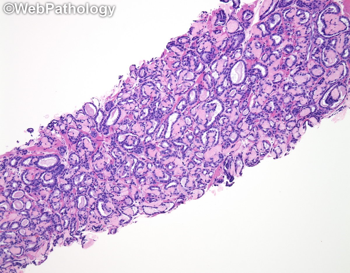 WebPathology tweet media
