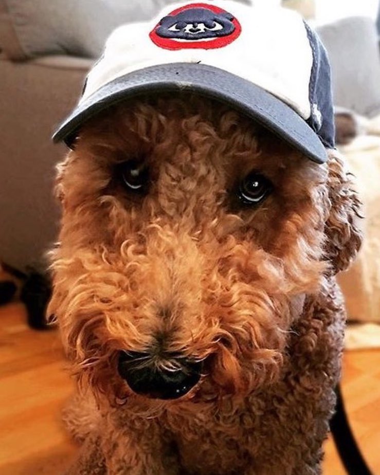 Good luck <a href="/Cubs/">Chicago Cubs</a>!  Go Cuba go!   #flytheW