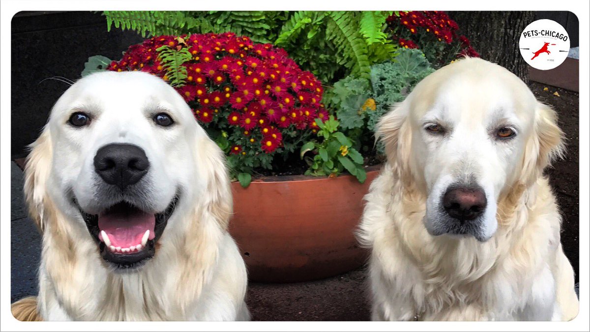 Pets_Chi's tweet image. There's one in every family...
😁😊😐😊😁 #Bentley #Liberty #dogsofchicago #petschicago #chicago #englishcreamgoldenretriever #dogs