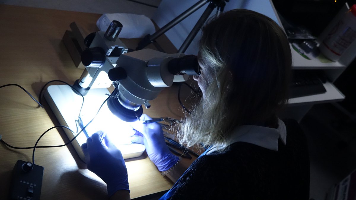 GalwayICAPSS's tweet photo. Plastics SPRs take a closer look at how to improve their skills! Microsurgical simulation in arterial repair led by Ms. Shirley Potter https://t.co/6294KNPme9