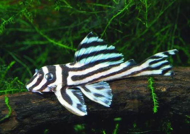 http://aquapiter.com/product/akvariumnye-rybki/l-046-gipantsistrus-zebra.