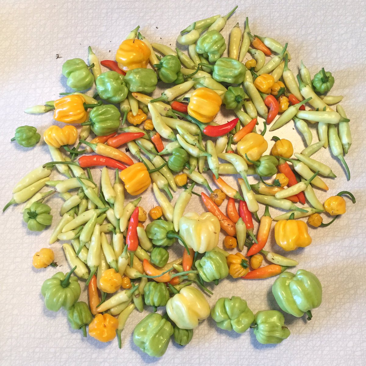 Last harvest this year #chilli #habanero #moresunnextyesrplz