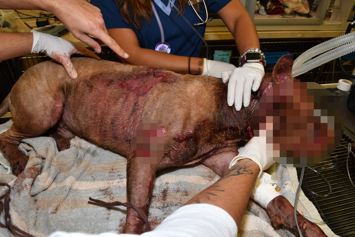 Severely injured pit bull found in suitcase in rear of abandoned building in Hollywood bit.ly/2i1rGHi?utm_me… https://t.co/OI9vYeKPF6