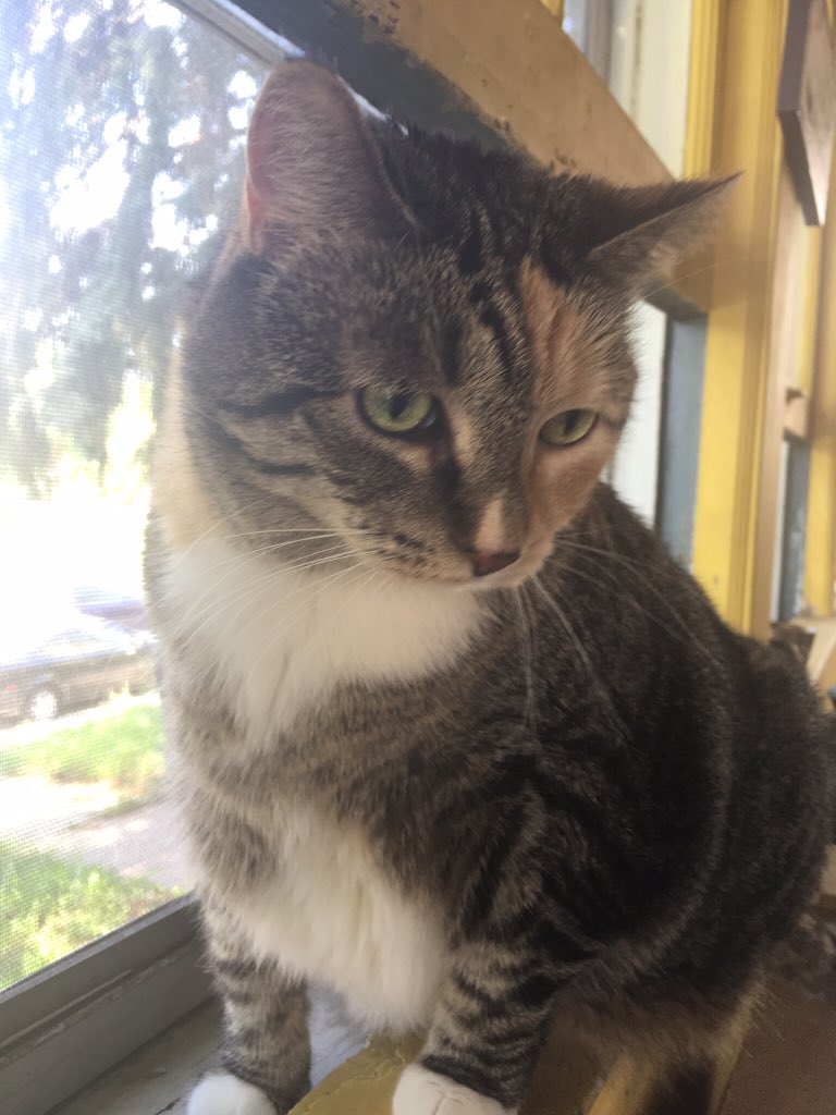 ginkomortus's tweet photo. @chuntttttt This is G Gordon Liddy, a big dumb idiot cat. She’s the worst and chiefest of inconveniences. Look at that stupid smooshy face. #SnapChunt https://t.co/DTynjiOx9R