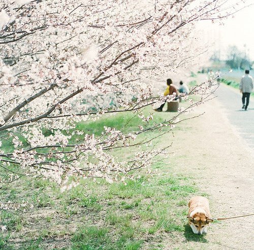 東京 (@tweetingtokyo) on Twitter photo 