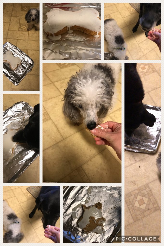 HeatherBarbee77's tweet photo. #HappyBirthdayJones
#PoodlesOfTwitter
#12 https://t.co/ArAHK4avGy https://t.co/m6BwXKz6T5
