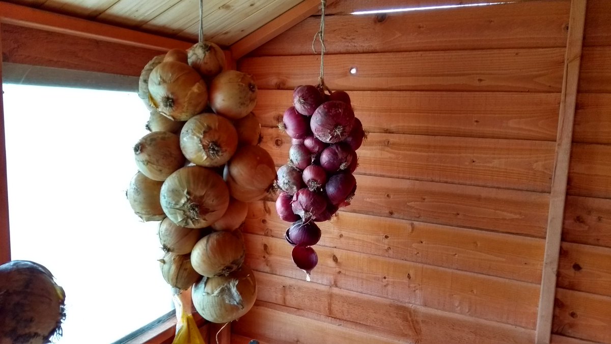 steveallotment's tweet photo. Finally finished storing onions #onionstrings https://t.co/w9KCtGaZuu
