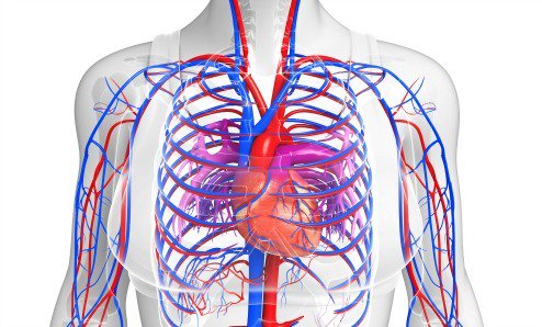 MNAdvisor's tweet photo. Magnesium Supplementation Reduces Arterial Stiffness: https://t.co/UQKWLPzfmQ

  #SuperfoodSmoothieRecipes #MyNutritionAdvisor https://t.co/fKrKd6l7yL