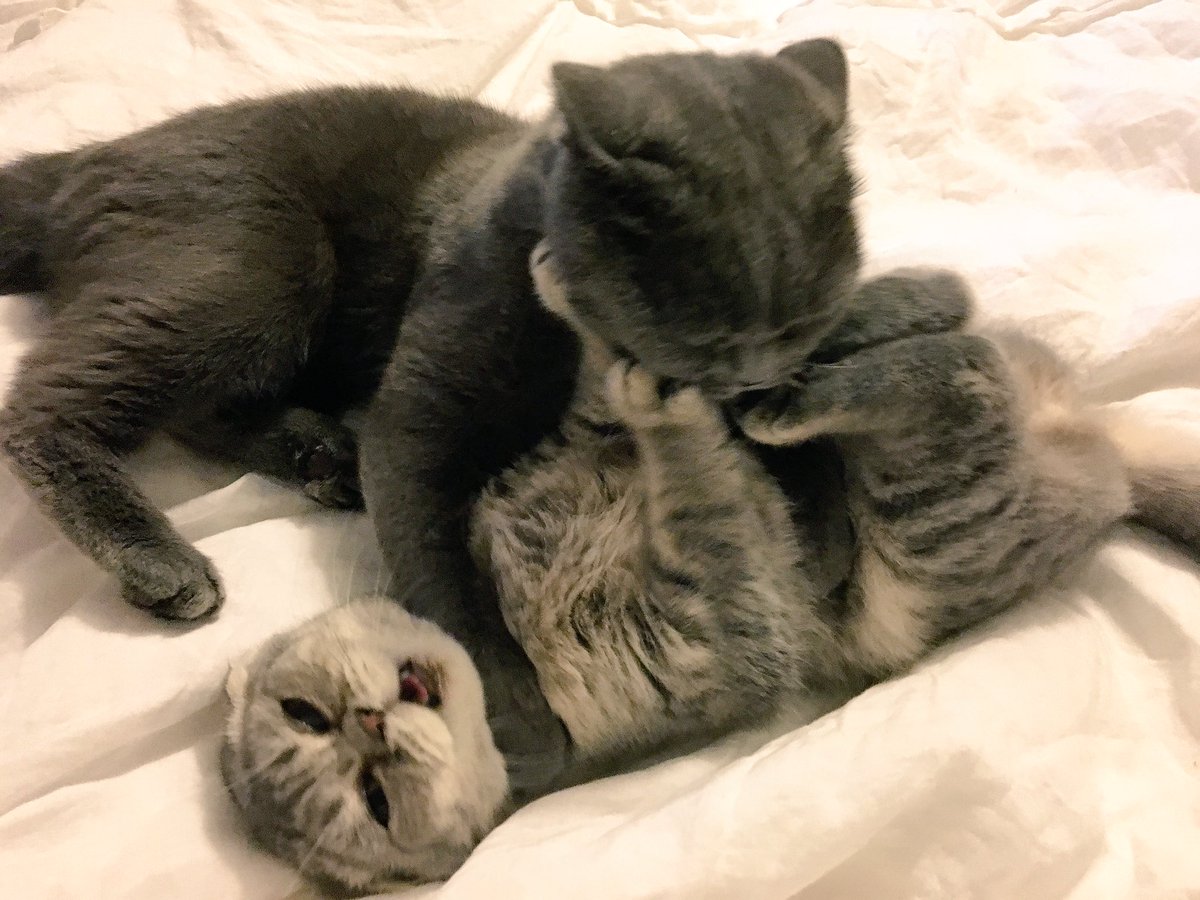 WinstonandMolly's tweet photo. Got her !!! https://t.co/QDIoo4fzCW