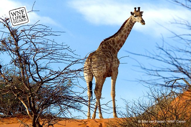#weetje Als een giraffe wordt geboren staat of loopt zijn moeder. Het pasgeboren jong valt daardoor soms wel van 2 meter hoogte op de grond!