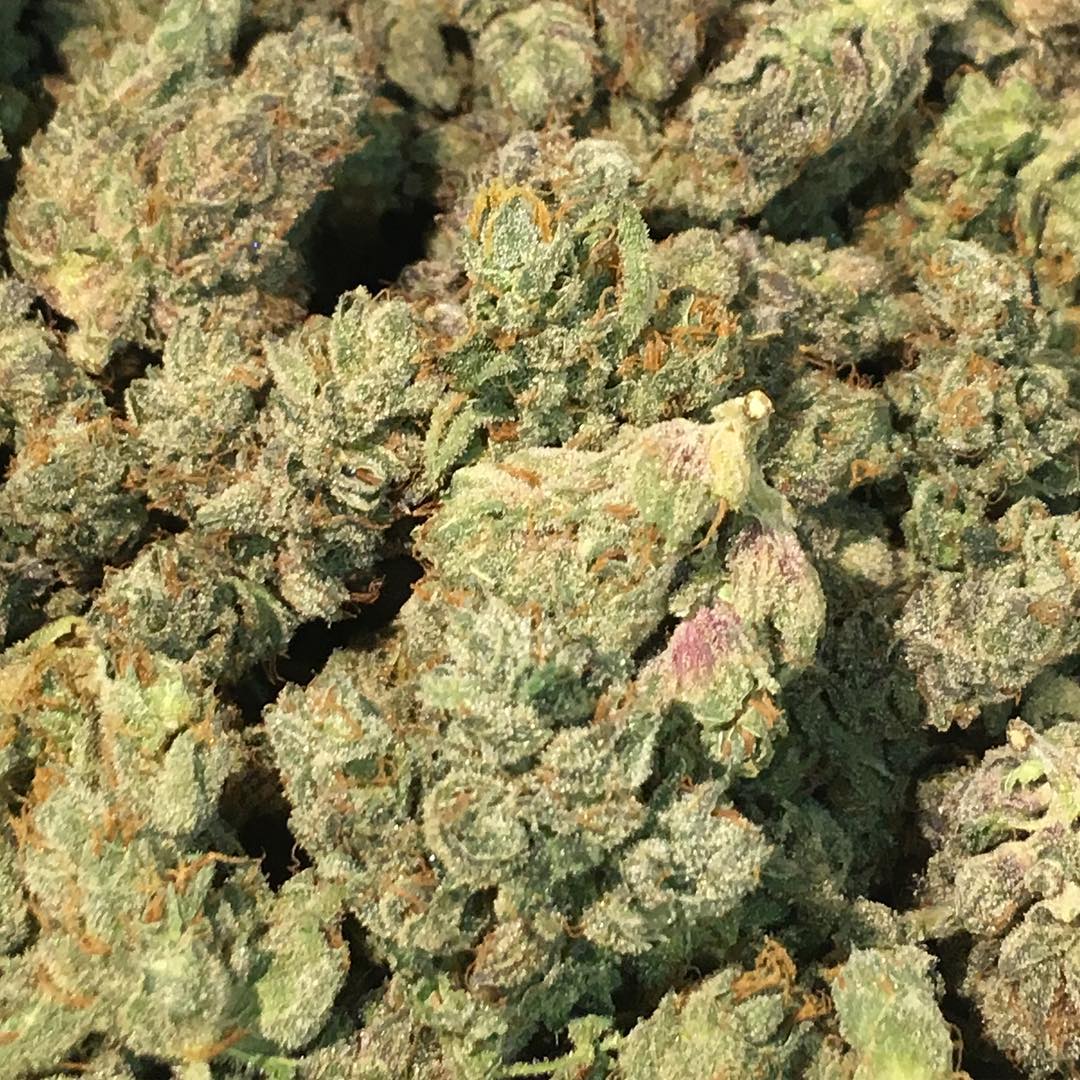 Grey Area Coffeeshop tweet media