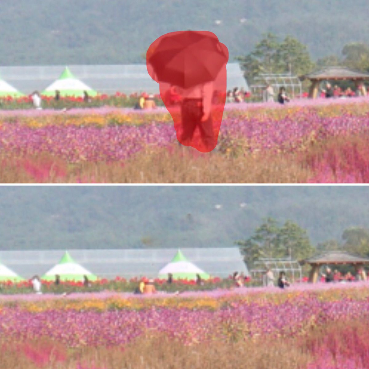 dumbelllna's tweet photo. วิธีลบคนที่ทุ่ง yangju ใช้แอพ snapseed > แก้ไขภาพ > ระบายสีแดงตรงคน แค่นี้ทุ่งดอกไม้ก้ไร้คน 555 #แอพดีบอกต่อ #รีวิวเกาหลี https://t.co/nIu1NabPij