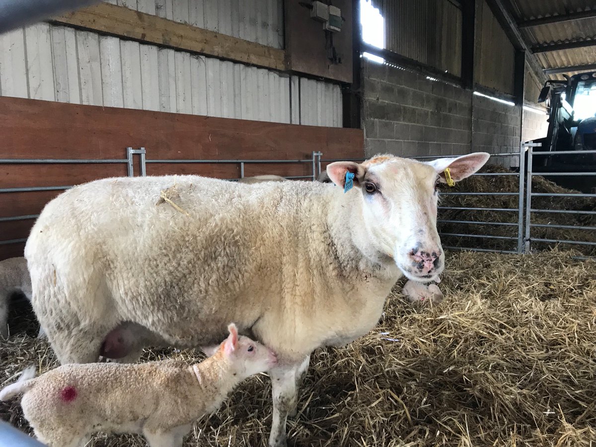 MereCreamery's tweet photo. With faces (and ears) like these, you can see why our lambs and ewe’s get so many cuddles! https://t.co/L2YsJNRnvU