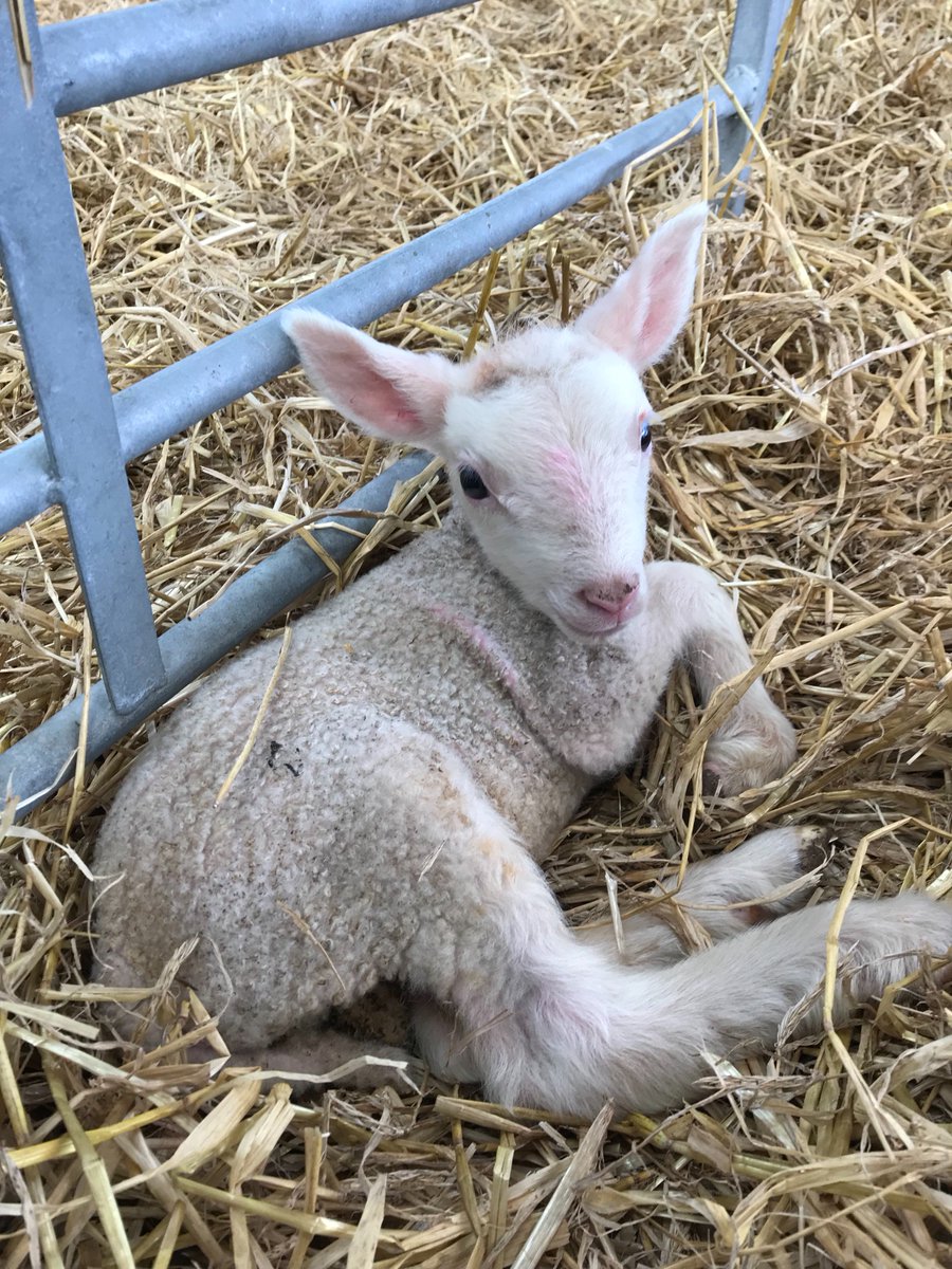 MereCreamery's tweet photo. With faces (and ears) like these, you can see why our lambs and ewe’s get so many cuddles! https://t.co/L2YsJNRnvU