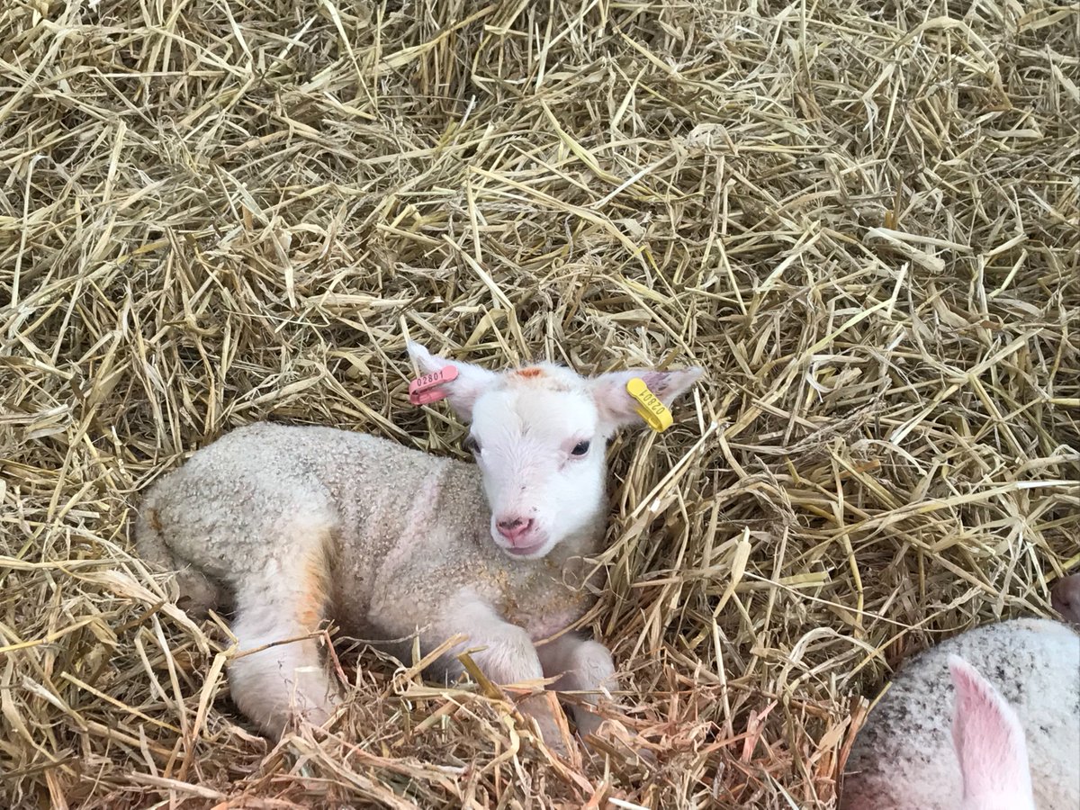 MereCreamery's tweet photo. With faces (and ears) like these, you can see why our lambs and ewe’s get so many cuddles! https://t.co/L2YsJNRnvU