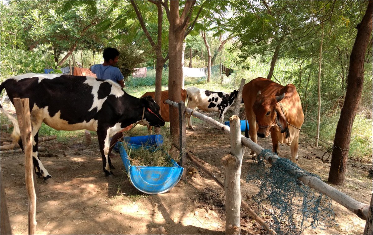 Adopting elements from Permaculture for greater #organic #farming sustainability, Pamayyan,Tamil Nadu shares <a href="/owc_India/">OrganicWorldCongress</a> <a href="/IFOAMorganic/">IFOAM - Organics International</a>