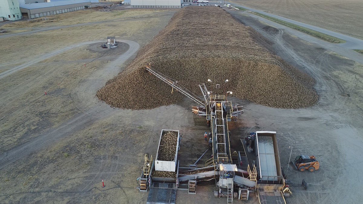 Got some footage of <a href="/Jzeiny/">Jason Zeinstra</a> and M&amp;R Farms digging beets a couple evenings ago. Beautiful evening and conditions for #harvest17